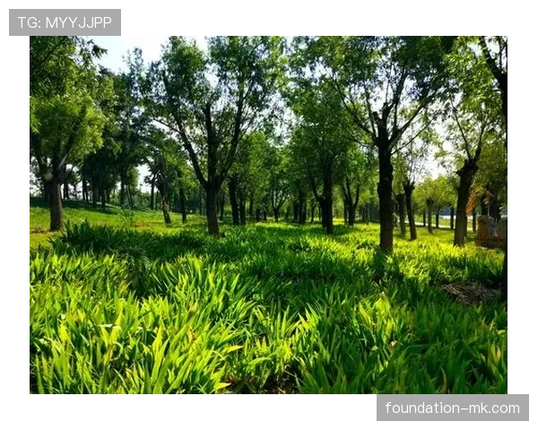 西布朗新星状态回升,未来表现引期待 西布朗新星状态回升,未来表现引期待